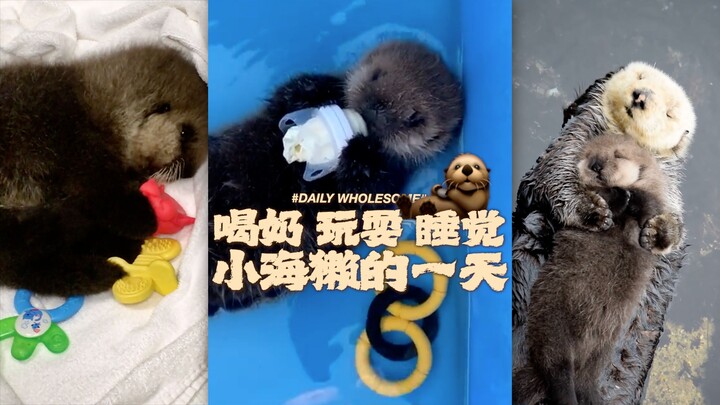 [Little Sea Otter’s Day] Drinking Milk ~ Playing ~ Sleeping (❁´◡`❁)