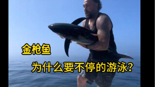 不同金枪鱼的体型差别非常大，但是它们都需要不停的游泳，就算是睡觉也不能休息。