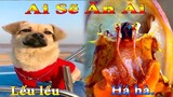 Thú Cưng TV | Bông Bé Bỏng Ham Ăn #29 | chó thông minh vui nhộn | funny cute smart dog pets dương kc