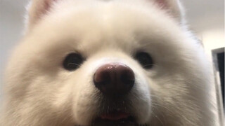 No matter how cute you are, you can't take my phone!