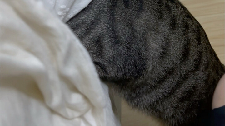 Cuaca sudah dingin, kucing tumbuh di dalam selimut