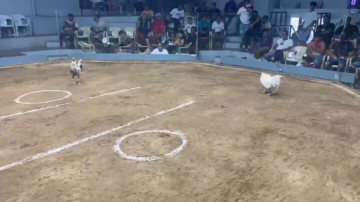 Elimination Day one 6cock derby WW using white ninja