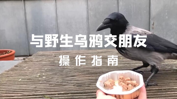 【ซับจีน-อังกฤษ】ป่าธรรมชาติไม่ได้หมายความว่าจะเป็นเพื่อนกันไม่ได้
