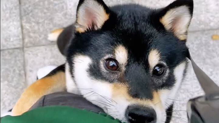 Wowo rất biết làm nũng