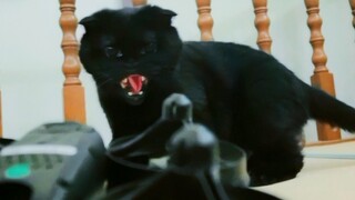 Hey, little black cat on the plane!