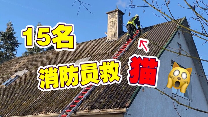 Để cứu một chú mèo, người Đức đã điều 3 xe cứu hỏa và 15 lính cứu hỏa!