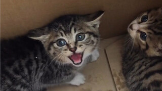 Catatan Pemeliharaan Kucing: Perubahan dalam mengadopsi kucing kucing super ganas dalam 3 bulan!