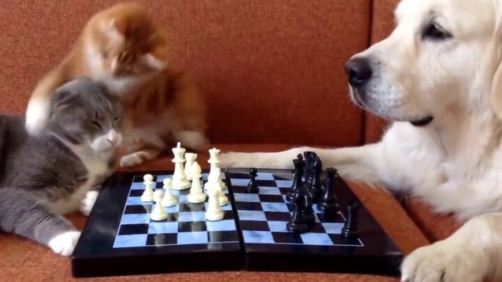 เล่นหมากรุก? เล่นอะไรกันเล่า!