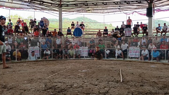 Remil-2      last figth for champion , raptor pumpkin Win