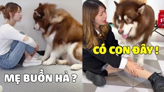 Ngáo Gia Gia | Mẹ Làm Sao Vậy, Có GIA GIA Đây ! 😍 Gâu Đần Official