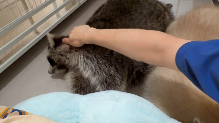 Hahahahaha, this hardly looks like a raccoon anymore! #Raccoon#Funny