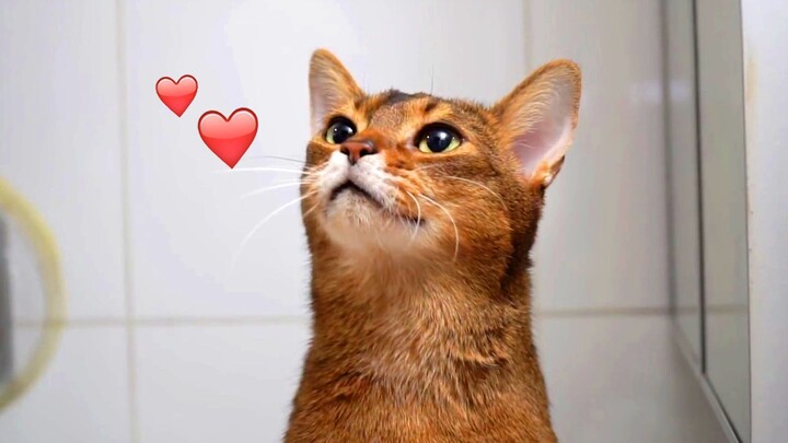 Anak Kucing Manja yang Tidak Membiarkan Tuannya Bekerja!