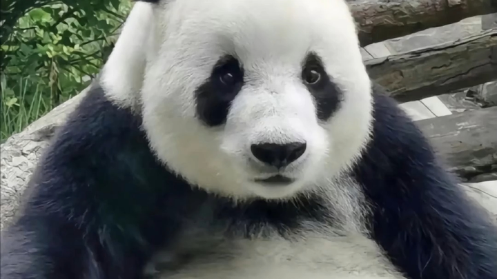 The Most Beautiful Little Bear, Feng Maomao