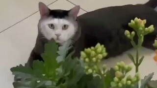 akibat yang d rawat hanya muka saja, jadi belang deh  😹