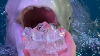 Eat ice cubes happily