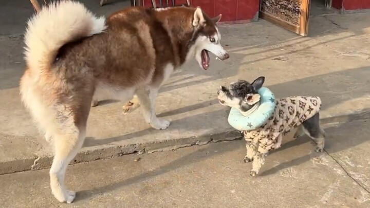 Chó Husky nghịch ngợm, đi khiêu khích chó Schnauzer, kết quả bị cắn rụng cả mảng lông!