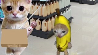 Mèo chuối tham gia thử thách đường phố ném búp bê