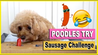 MY DOGS TRY THE SAUSAGE CHALLENGE | Poodle Mom