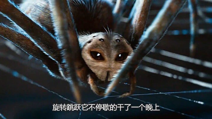 خنزير صغير لم يستطع حتى شرب الحليب في صغره، لكنه تعلّم بعد أن كبر كيف ينسج شبكة كالعناكب!