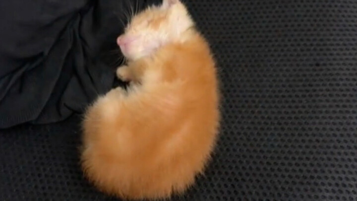 Kenapa ukurannya begitu kecil?