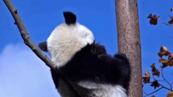 Semua orang tahu, panda itu hidup di pohon! (Sihai) (Nuannuan) (Fubao)