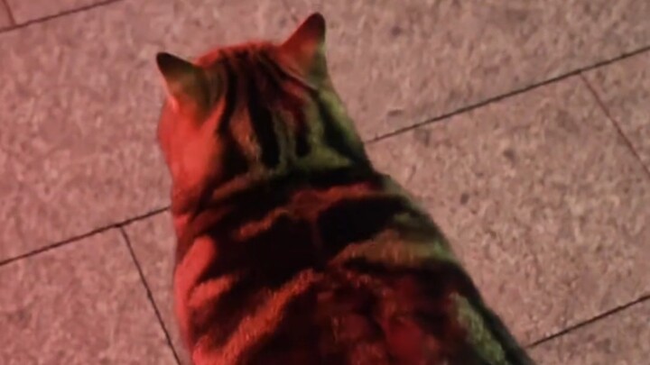 Encountered a giant fat cat blocking the way outside