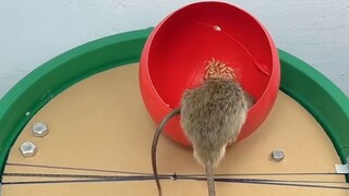 Homemade Mouse Trap: Mouse, I can't go back