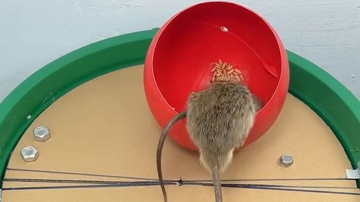 Perangkap Tikus Buatan Sendiri: Tikus, Aku Tidak Bisa Kembali