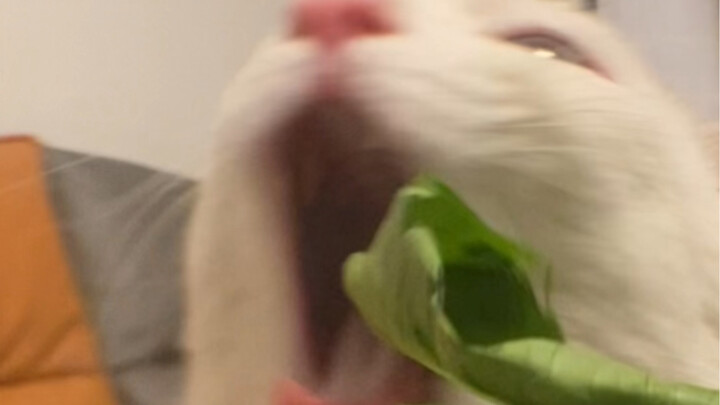 Ahhhh, I’m gonna gobble you up in one bite!