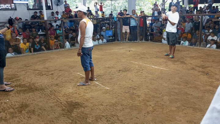 3 cock derby event, first fight win 🥰😚❤️