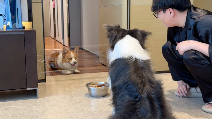 ทดสอบไอคิวสุนัขด้วยเทปพันสายไฟ