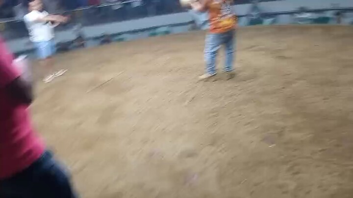 Gilmore 1xWinner at Gallera de Mandaue
