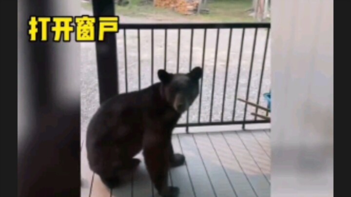 It won’t take the road to heaven, yet it opens the gates to hell on its own #Bear
