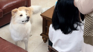 Nona Kedua sudah dewasa, tahu bagaimana menjadi cantik #Border Collie Chen Bella