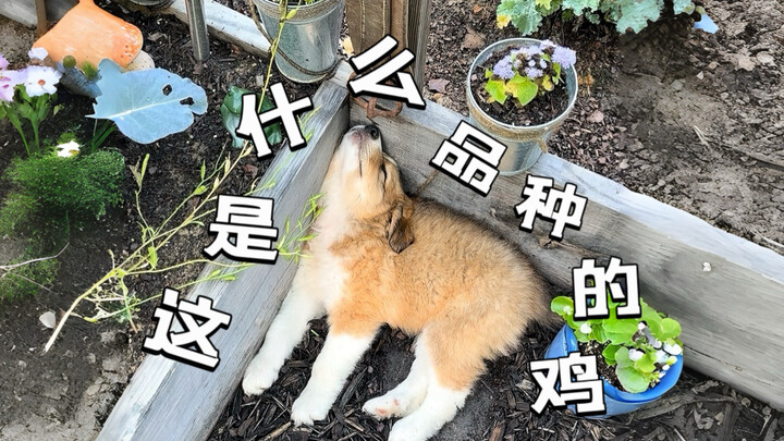Xiu Gou: You’re not going to make me lay eggs, are you?