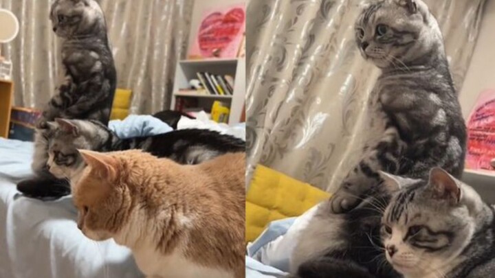 Air conditioner dripping in the room; 3 cats sit on the bed, intently watching their owner — hilario