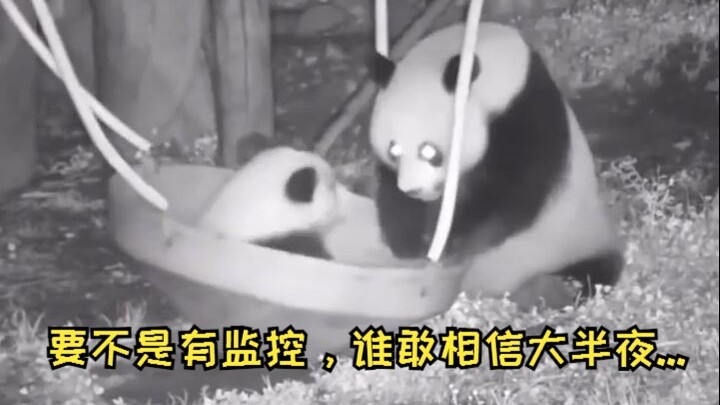 If it weren’t for the surveillance camera, who would believe that late at night, a panda mom was act
