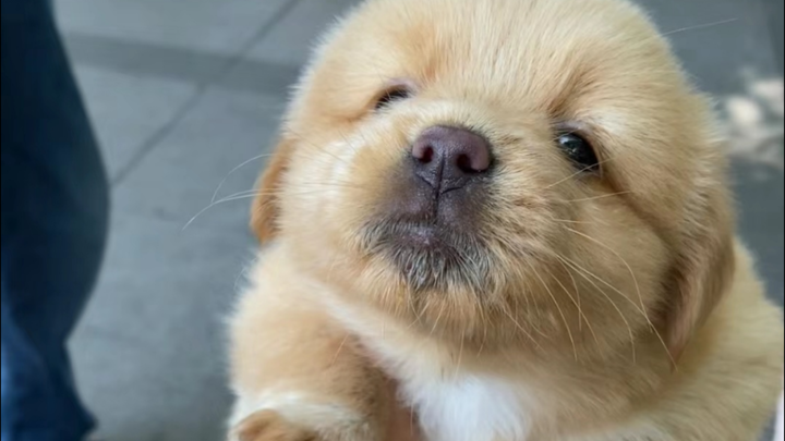 🐶 This little pup is just too cute! 😍