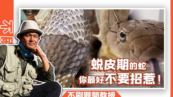 《关于蛇蜕皮的分析》