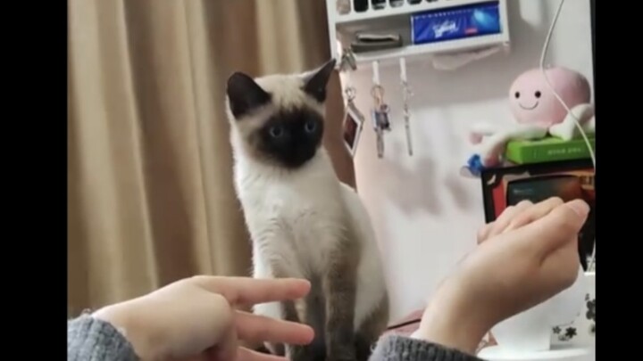 Thật sự sẽ làm ảo thuật cho mèo à?