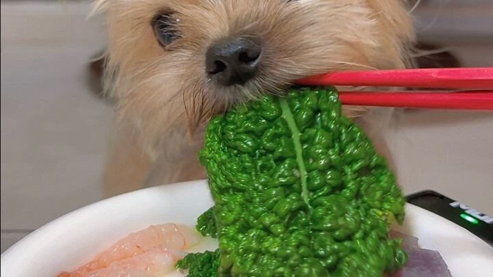 Hari Ini Makan Udang Manis Kutub Utara dan Sayur Hijau Gelembung