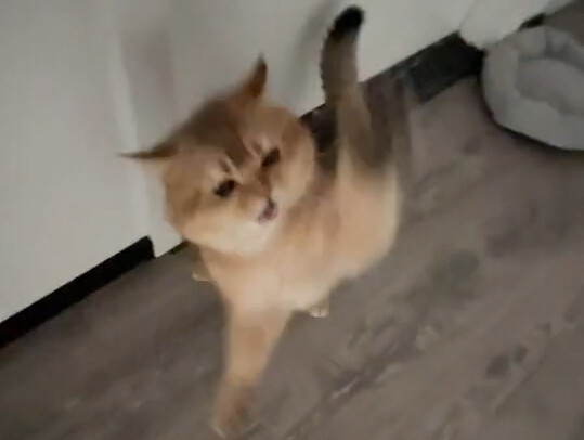 A female cat in heat is just too wild—I’m barely holding it together!