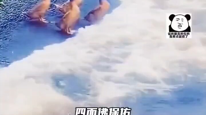 แม่ทัพเป็ด