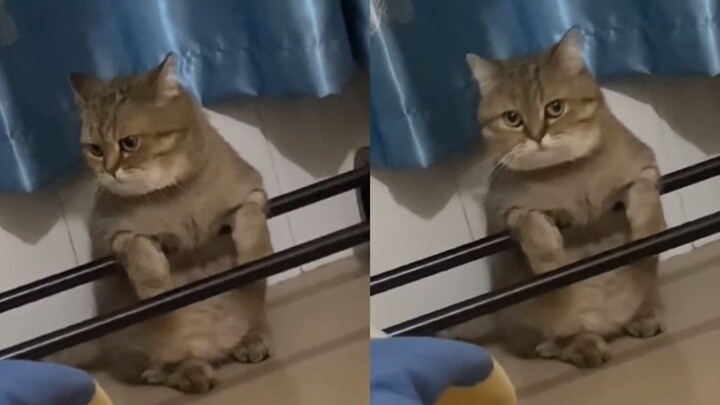 小猫咪疑似在宿舍被孤立了，都没人和它玩