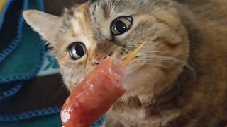 Kittens can't eat sausages