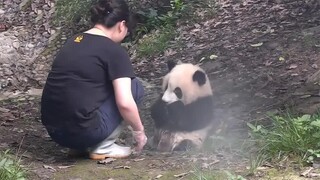 熊猫宝宝求奶妈帮忙洗澡，被奶妈拒绝后，小团子的反应太可爱了