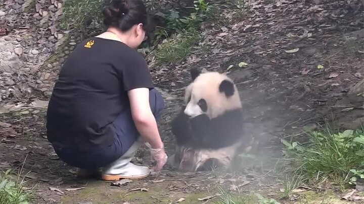 Panda's Cute Reaction after Being Refused by a Breeder to Take Bath