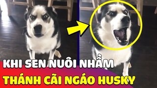 Khi nhà nuôi nhầm 'THÁNH CÃI HUSKY' khiến con sen không tài nào hỏi tội 😅 Gâu Đần