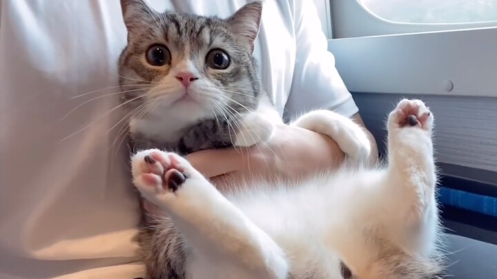 [Animals]A kitten's first ride on Shinkansen