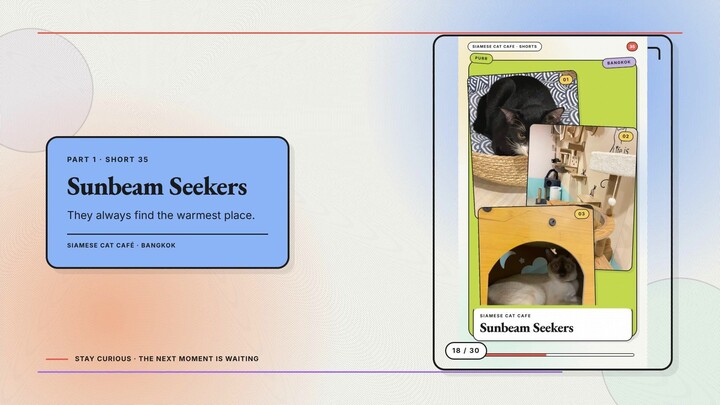Siamese Cat Café #18 — Sunbeam Seekers + Cats in Their Favorite Corners